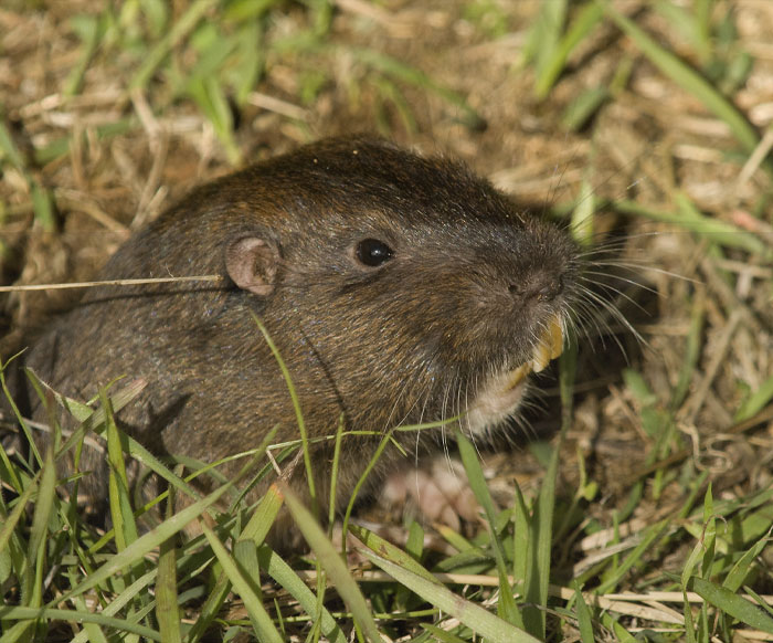 Pocket Gopher looking up from the ground 