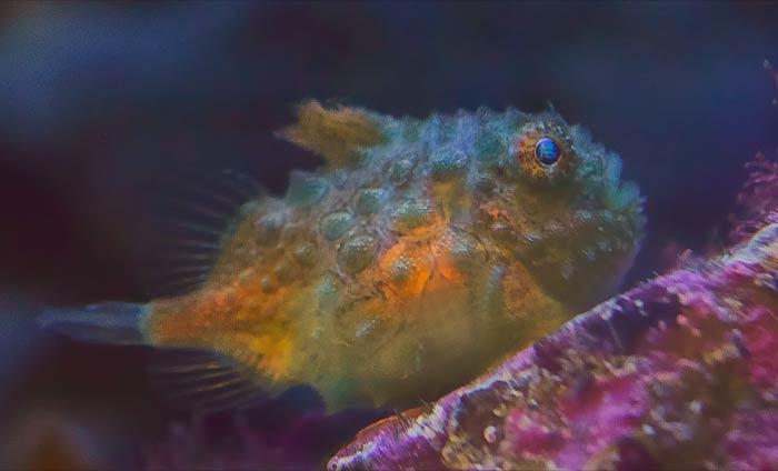 Lumpsucker swimming underwater 