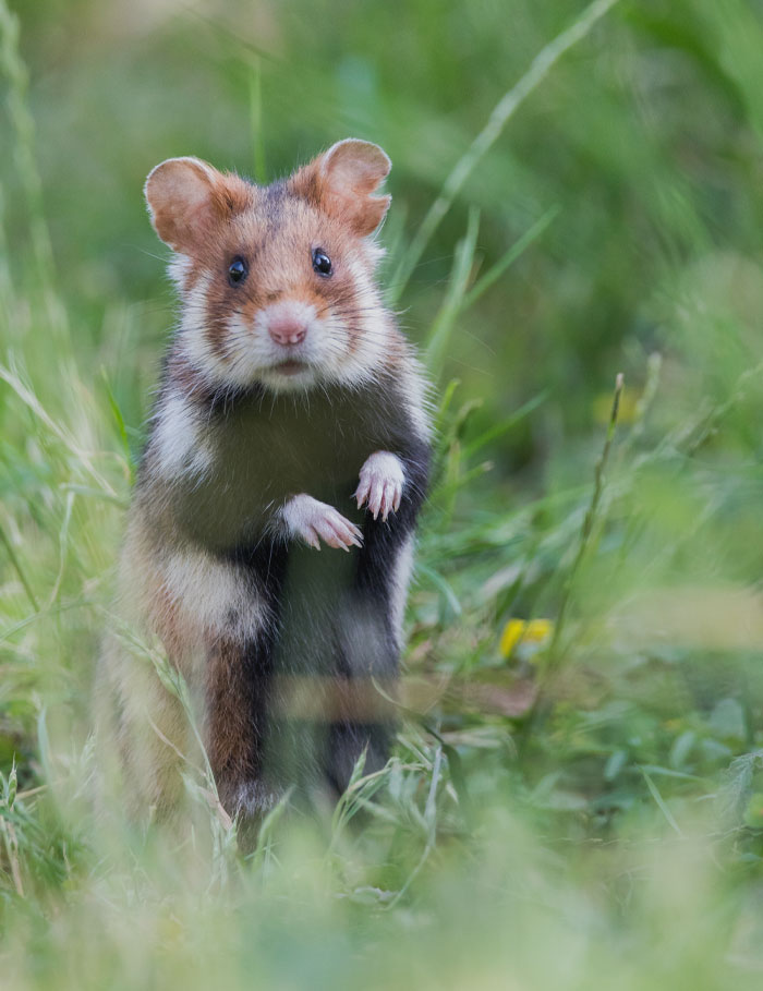 Cricetus Cricetus standing in the grass 