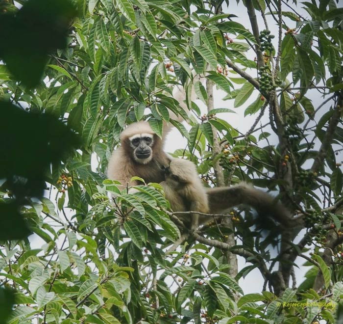 Hoolock Hoolock lying on the tree branches 