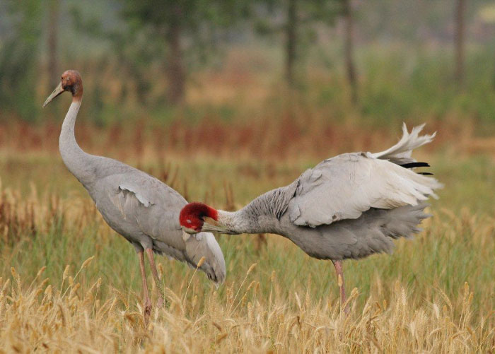 Two Grus Antigone walking on the field 