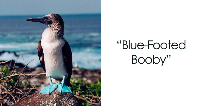 What Happens When Scientists Get Creative And Make Up Funny Animal Names