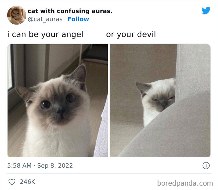 Funny-Best-Worst-Tweets