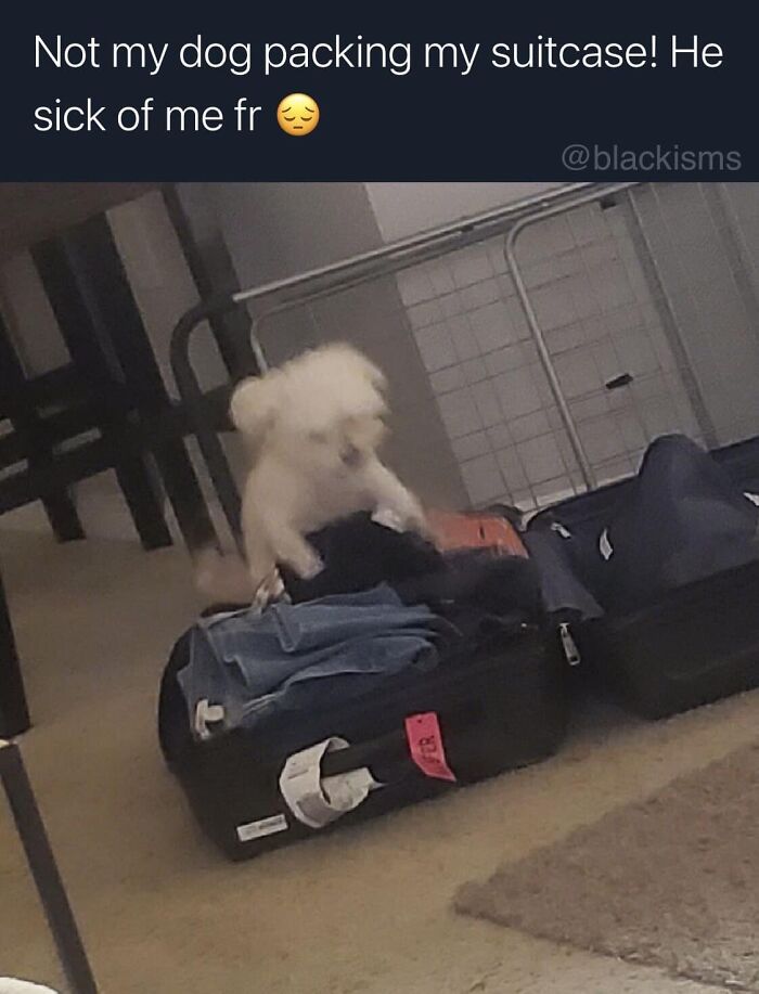 Funny-Best-Worst-Tweets