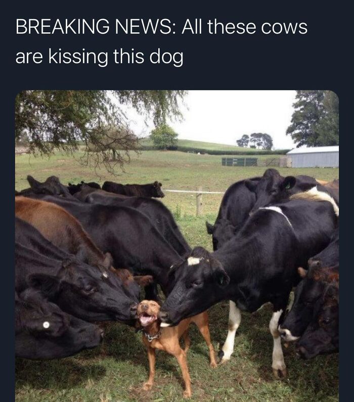 Funny-Best-Worst-Tweets