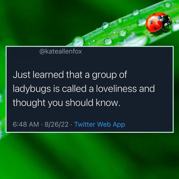 Funny-Best-Worst-Tweets