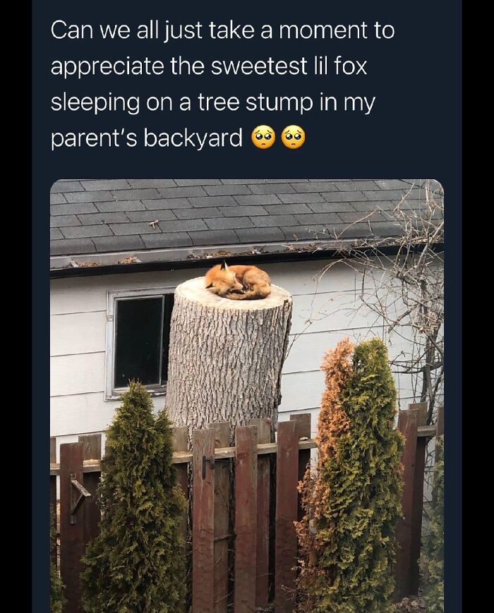 Funny-Best-Worst-Tweets