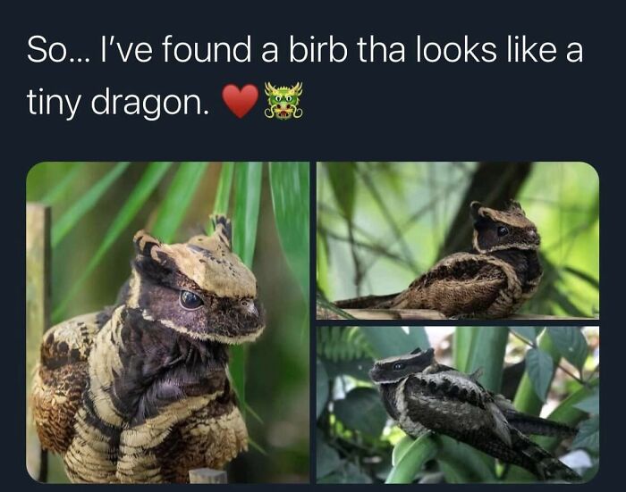 Funny-Best-Worst-Tweets