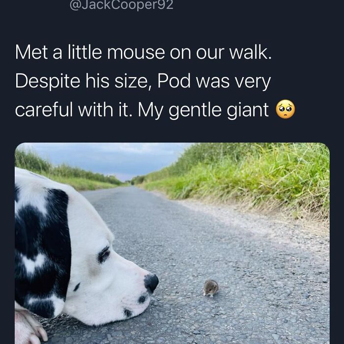 Funny-Best-Worst-Tweets