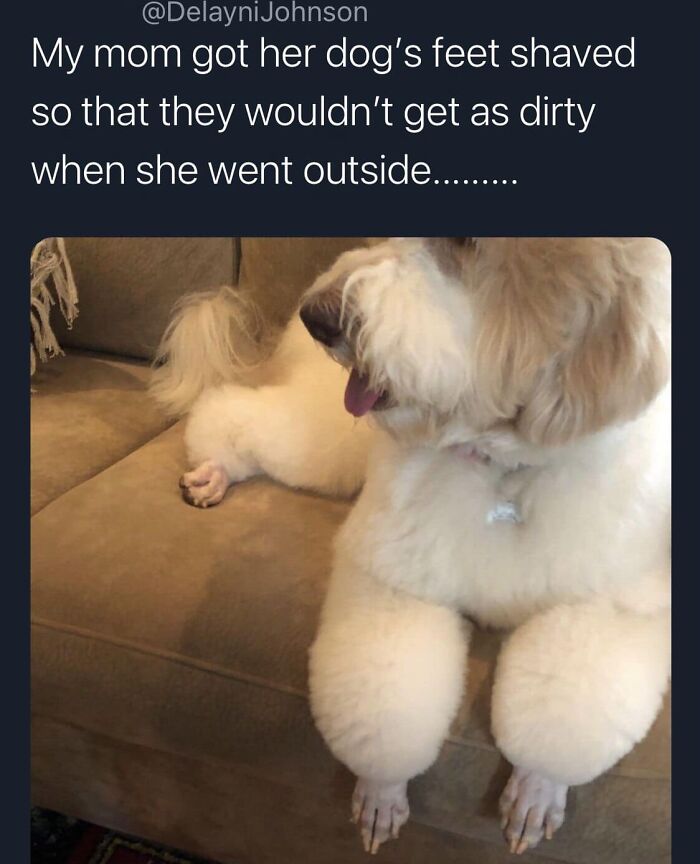 Funny-Best-Worst-Tweets