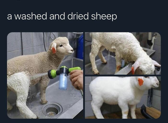 Funny-Best-Worst-Tweets