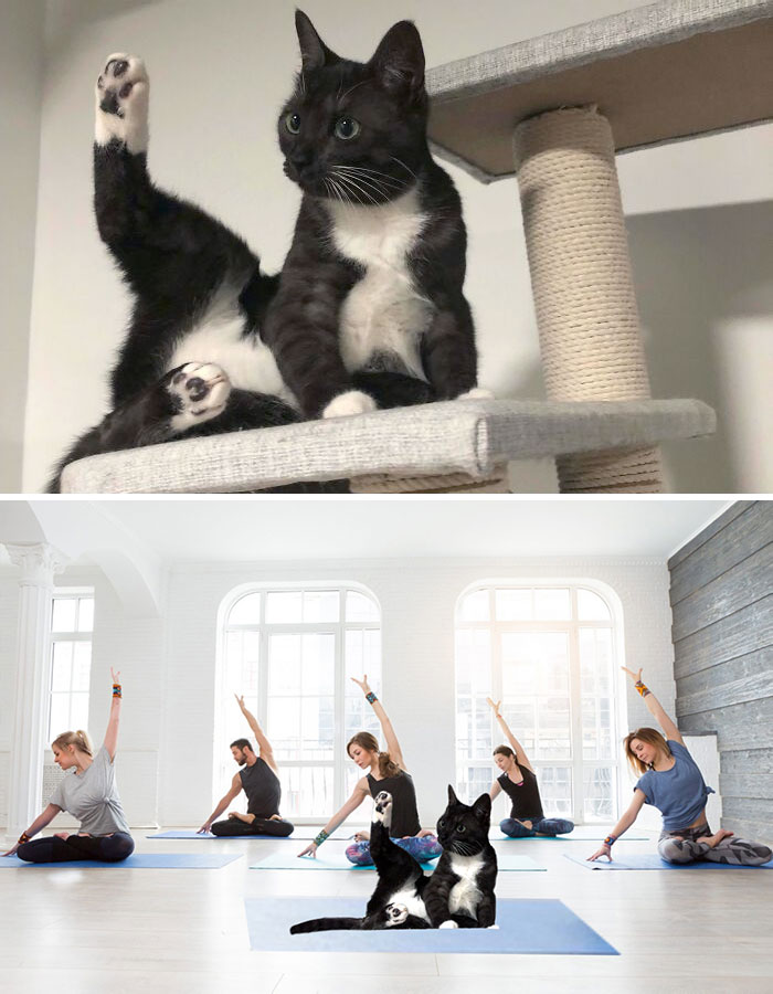 Cat On Top Of A Cat Tree Interrupted While Grooming