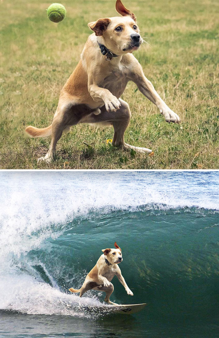El perro que no atrapó la pelota