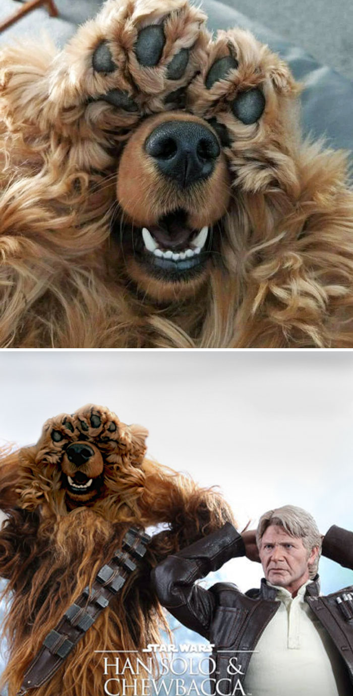 Perro tapándose los ojos con las patas