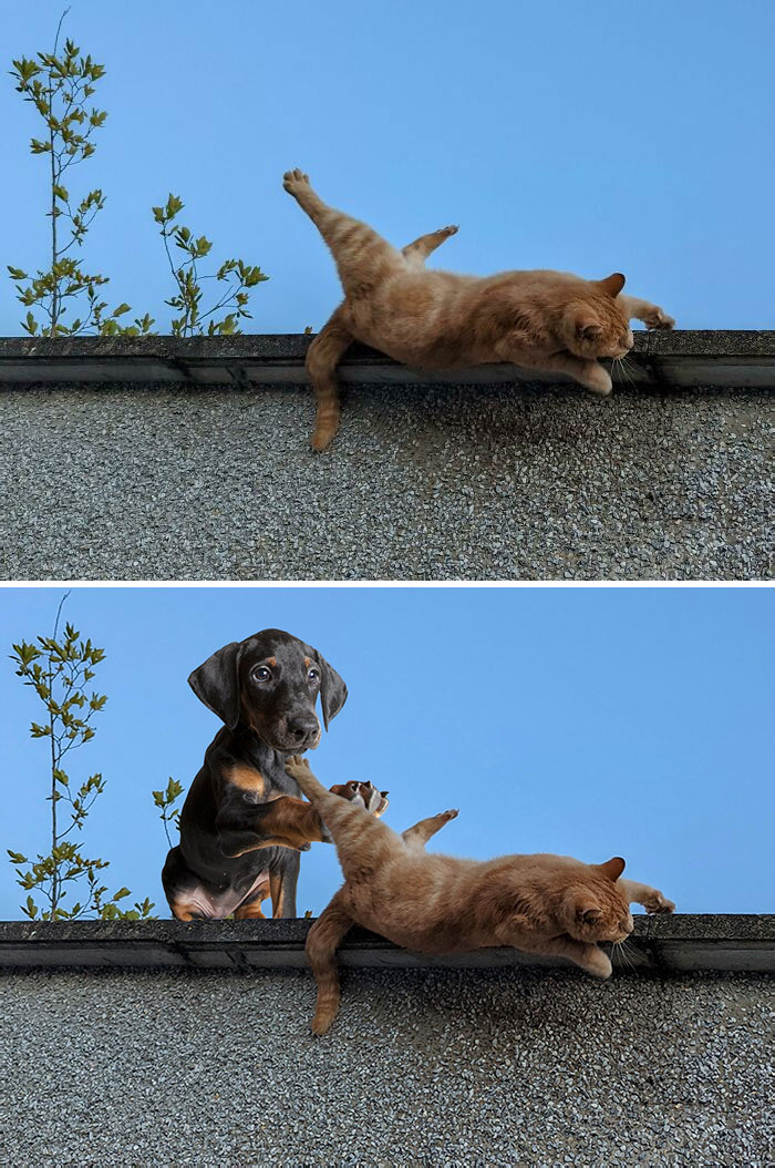 This Cat Waking Up From A Nap On A Wall