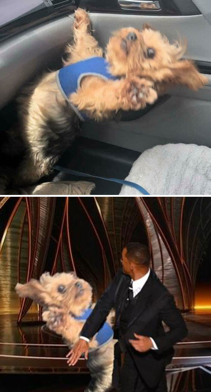 Este perro que se cae del asiento del coche