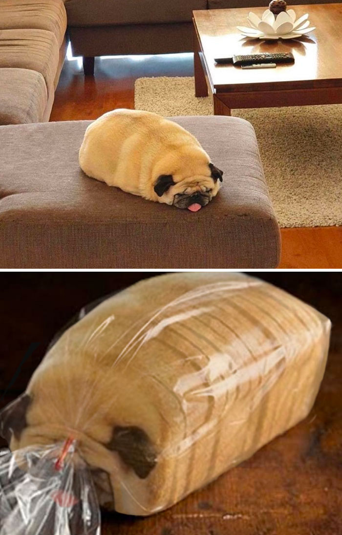 Un perro regordete en el sofá