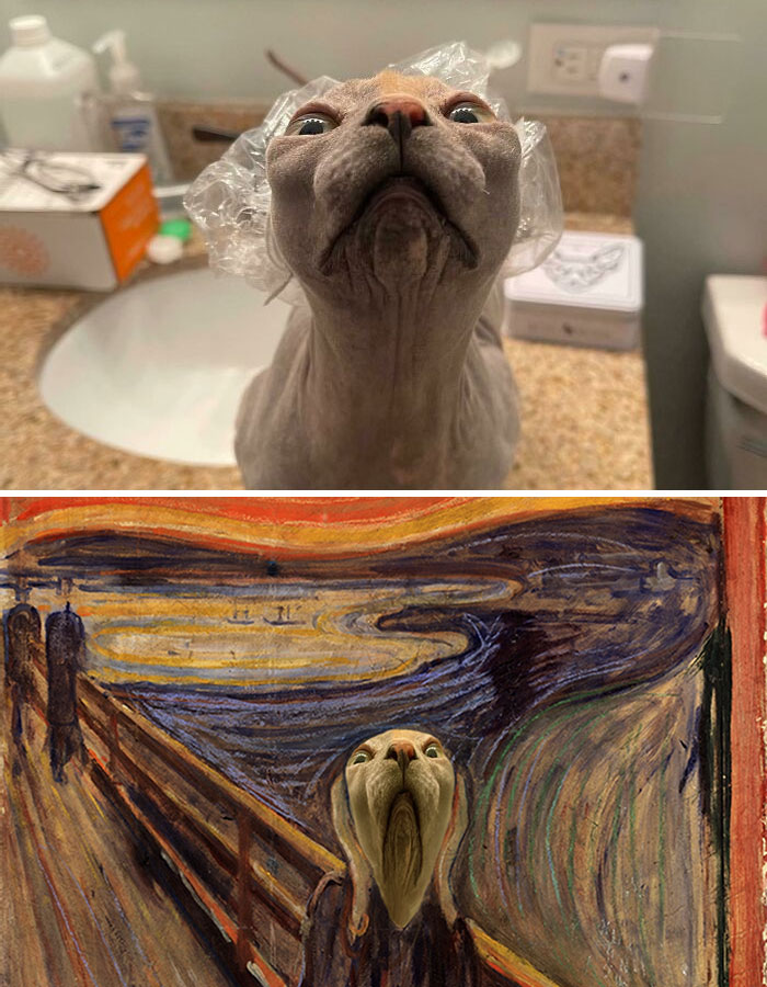 Gato esfinge en gorro de ducha