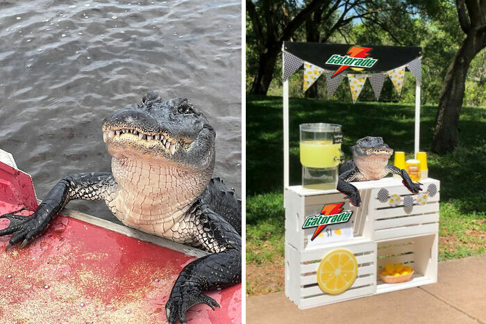 El caimán que está a punto de subir a bordo
