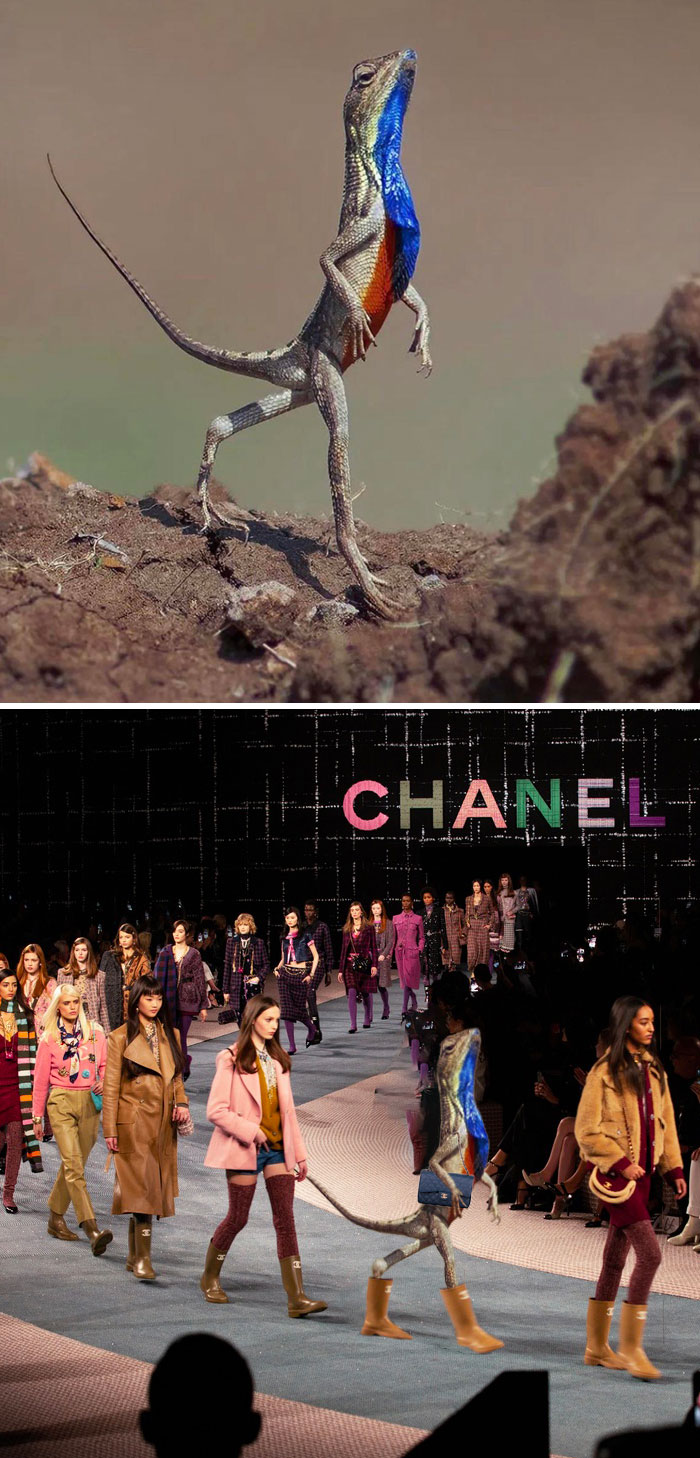 Este lagarto de garganta de abanico