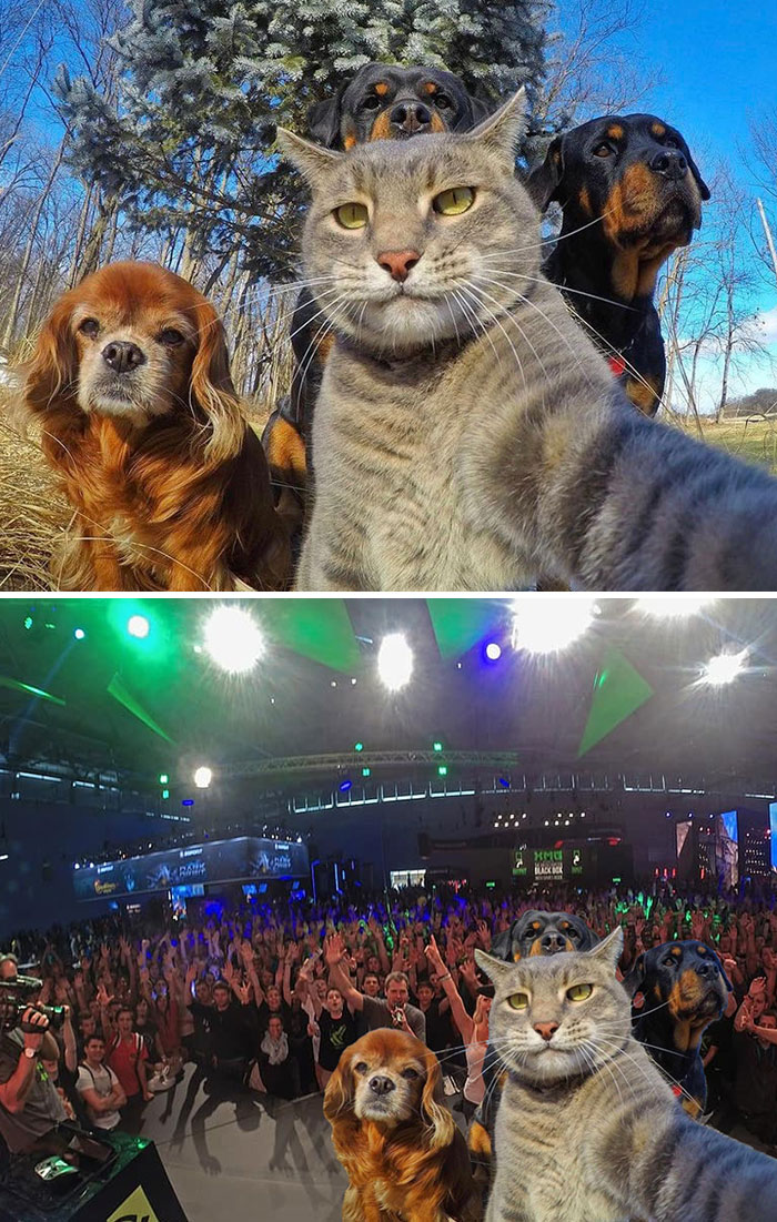 El gato se pone delante de los perros