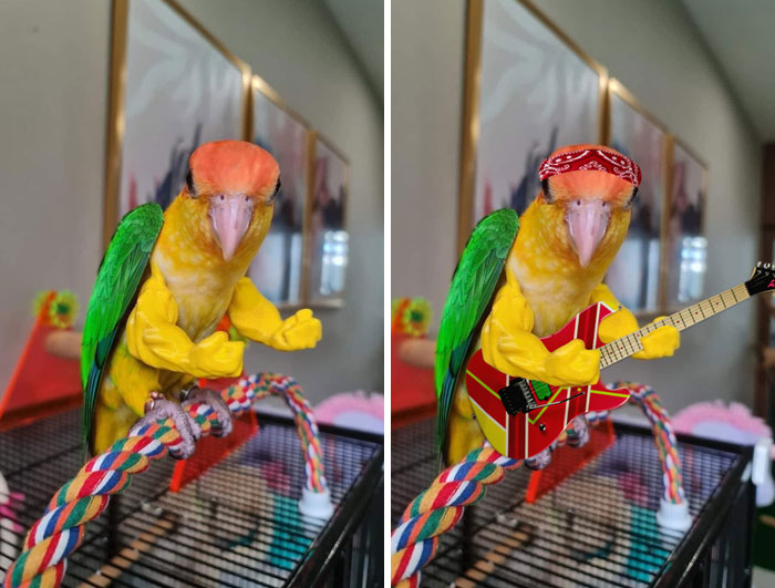 A Bird With Plastic Arms