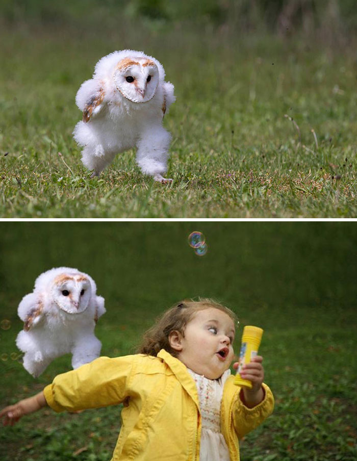 Este bebé de lechuza común fue fotografiado en plena carrera