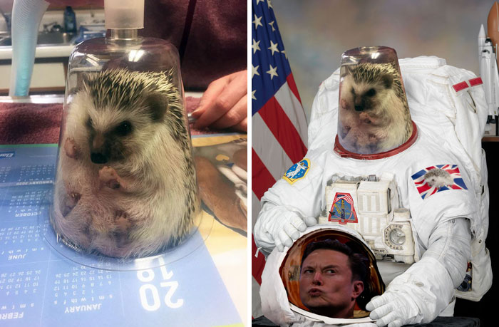 This Hedgehog Getting Anesthesia