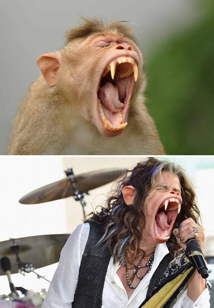 Macaco de bonnet bostezando