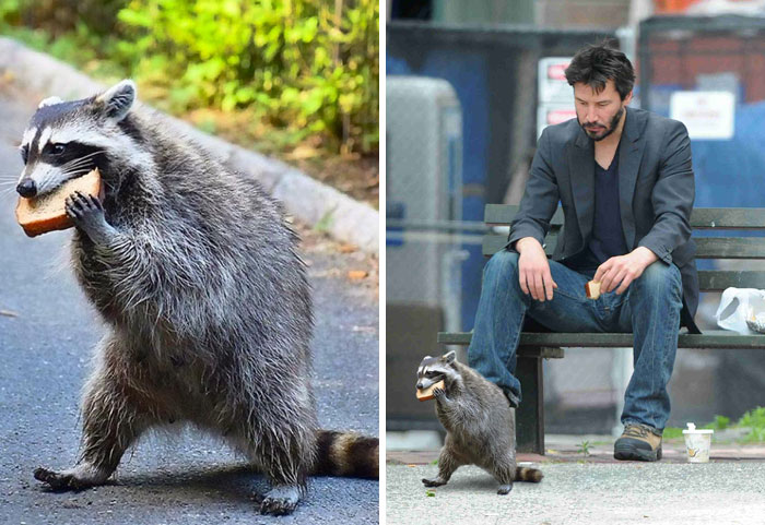 Mapache comiendo un sándwich al caminar