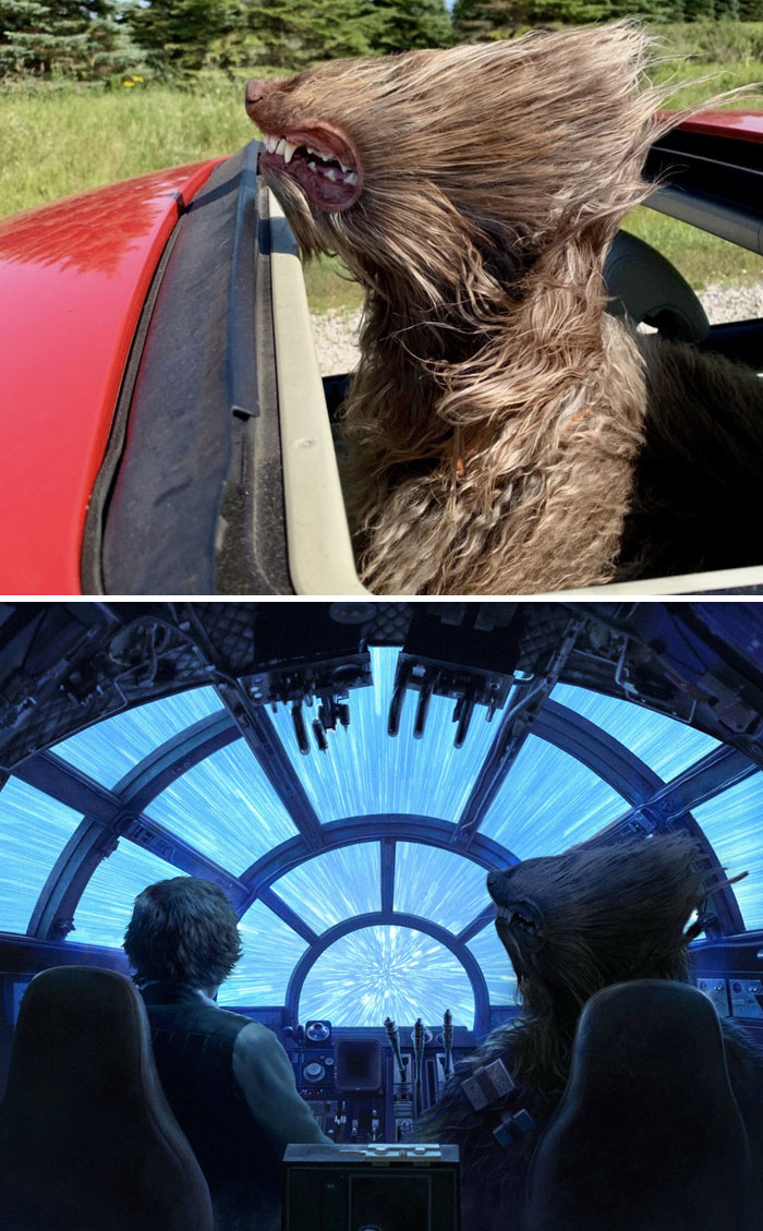 Un perro dando una paseo en coche