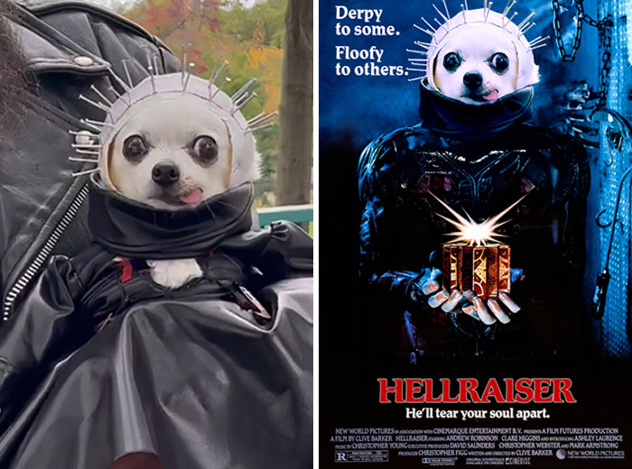 This Puppy In His Halloween Costume