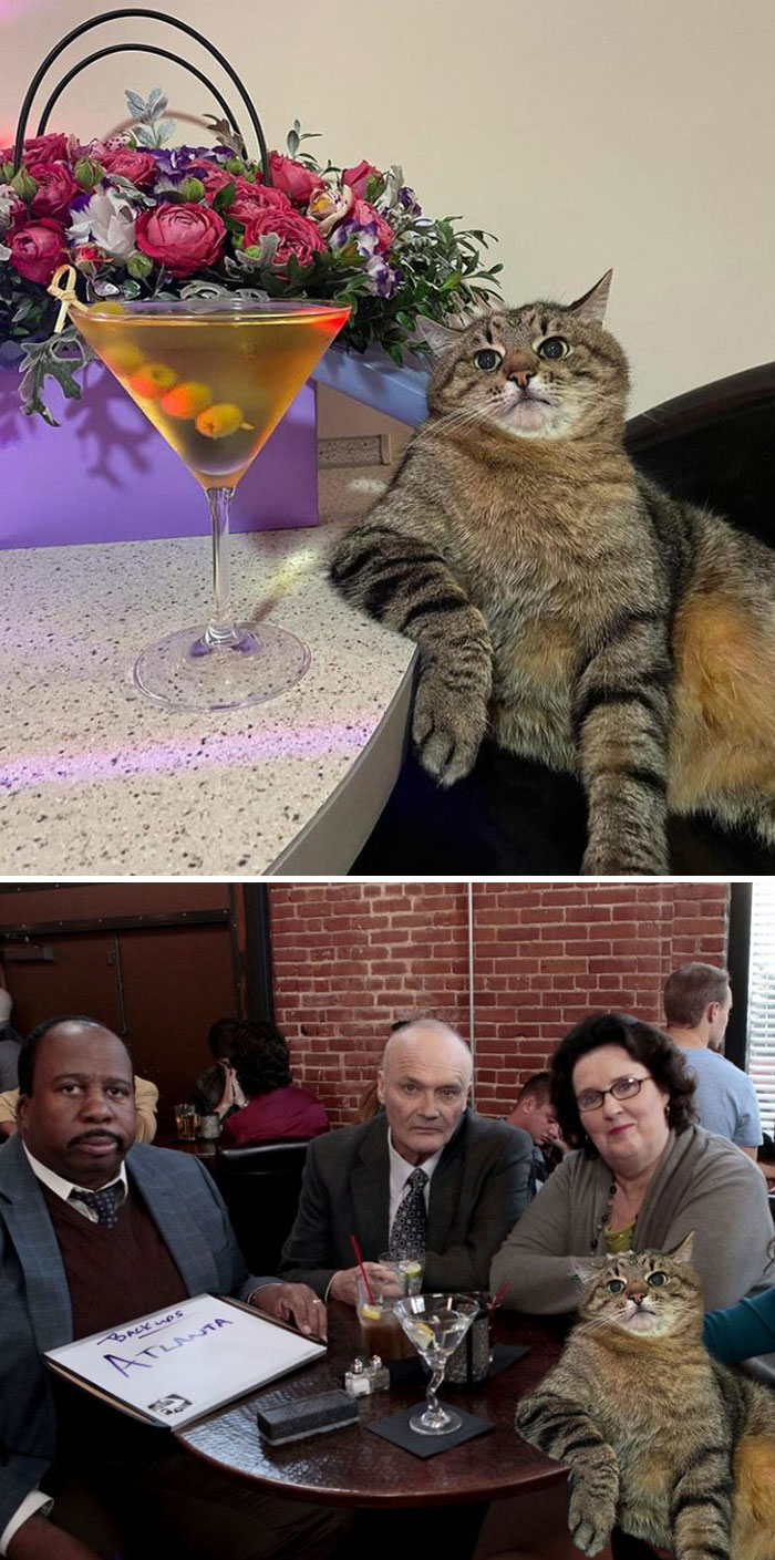 Este gato apoyado en una barra de bar