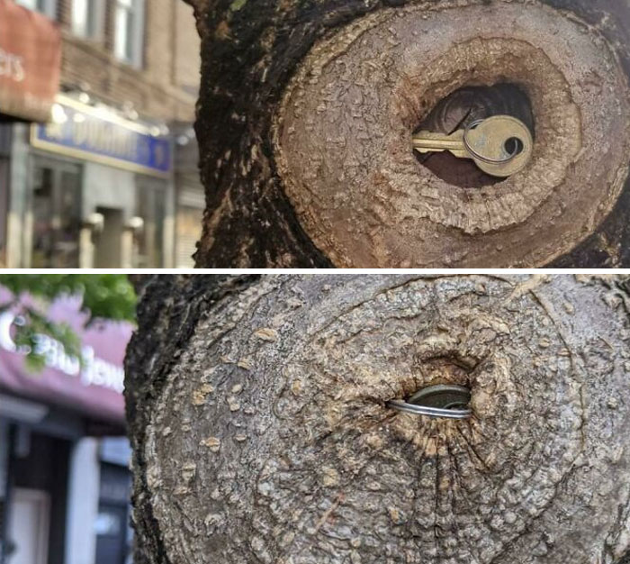 After 10 Months This Tree Has Almost Swallowed A Key
