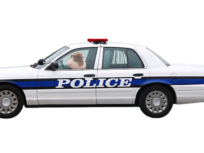 Jerry The Guinea Pig’s Adventures Jerry The Guinea Pig’s Adventures