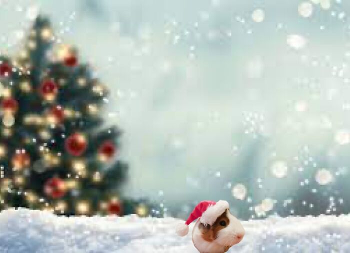 Jerry The Guinea Pig’s Adventures Jerry The Guinea Pig’s Adventures