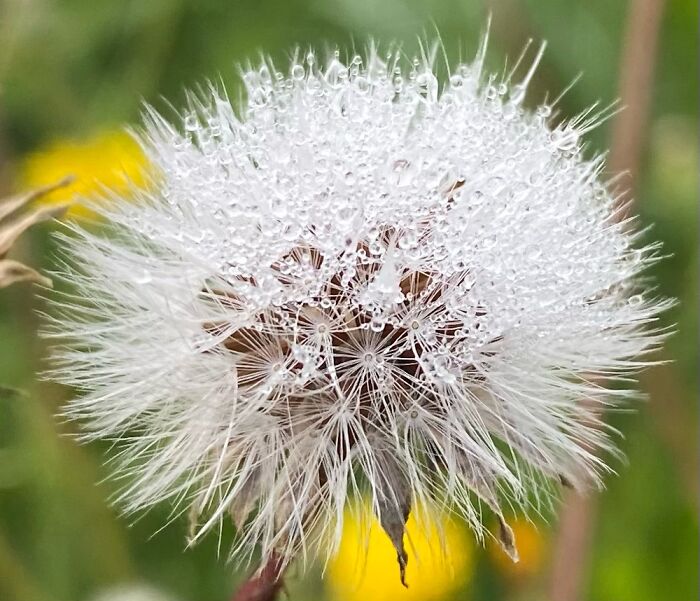 Water Droplets On A Dandelion