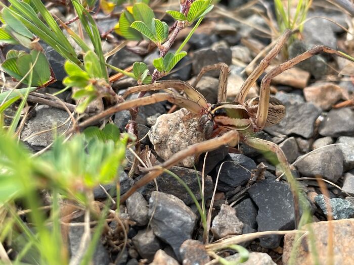 Rabid Wolf Spider