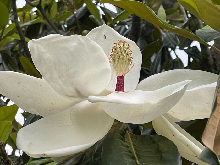 Magnolia Flower