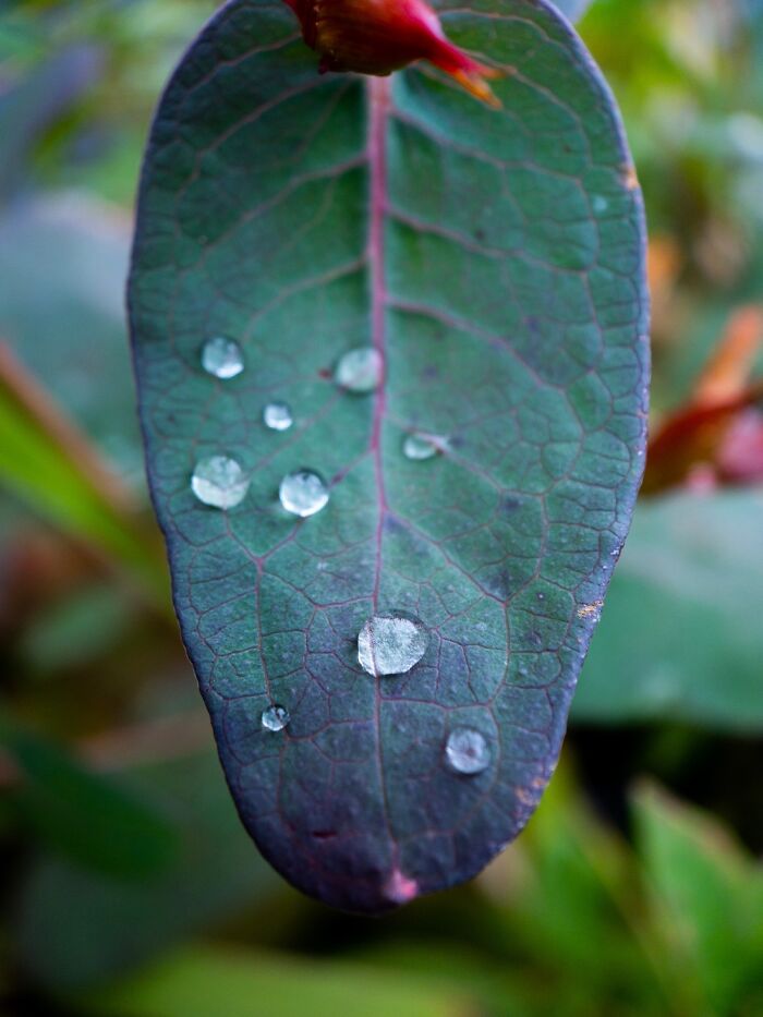 I Took This With A Macro Lens On My Phone. Not Sure If That’s Cheating