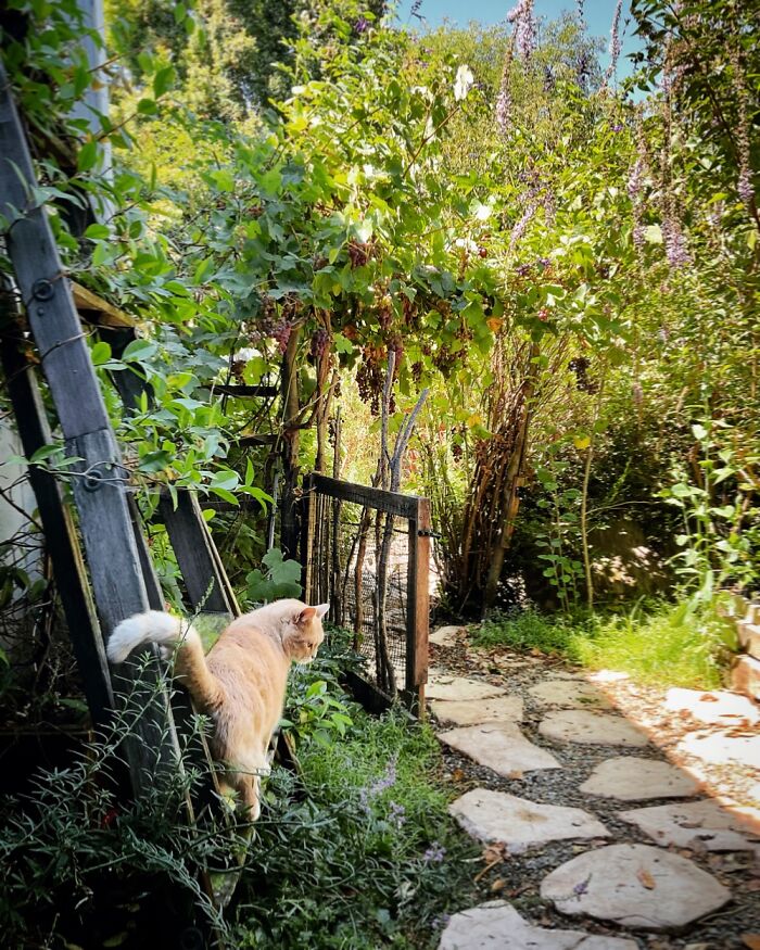 Pandorica Eloises Best 🐈 Life