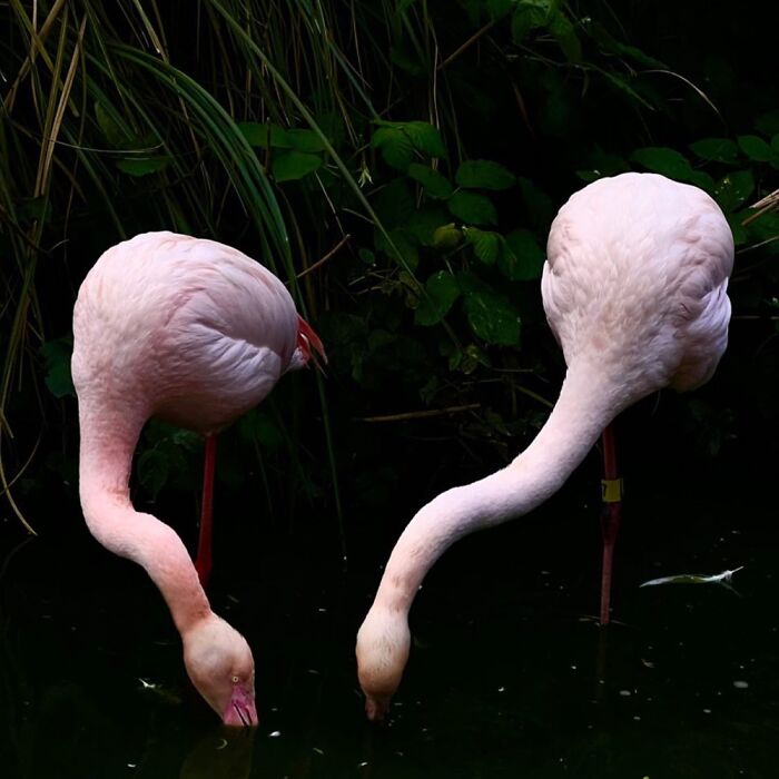 Went To Safari West With Only My iPhone