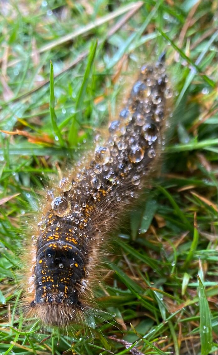 Caterpillar