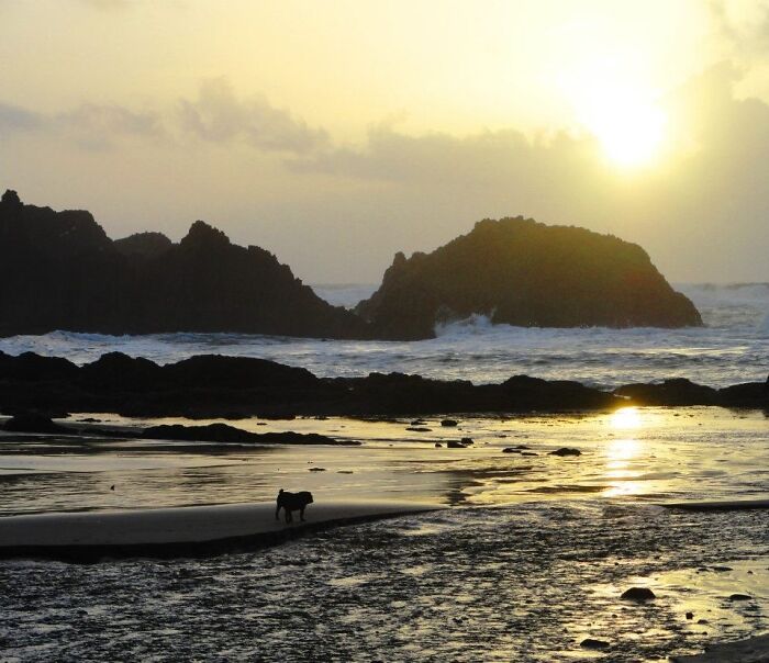 Georgie At Seal Rock, Oregon