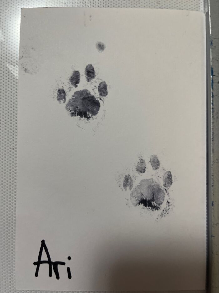 Hey Pandas, Post A Picture Of Your Furry Animal Friend, And Tell Us A Little About Them. Hey Pandas, Post A Picture Of Your Furry Animal Friend, And Tell Us A Little About Them.