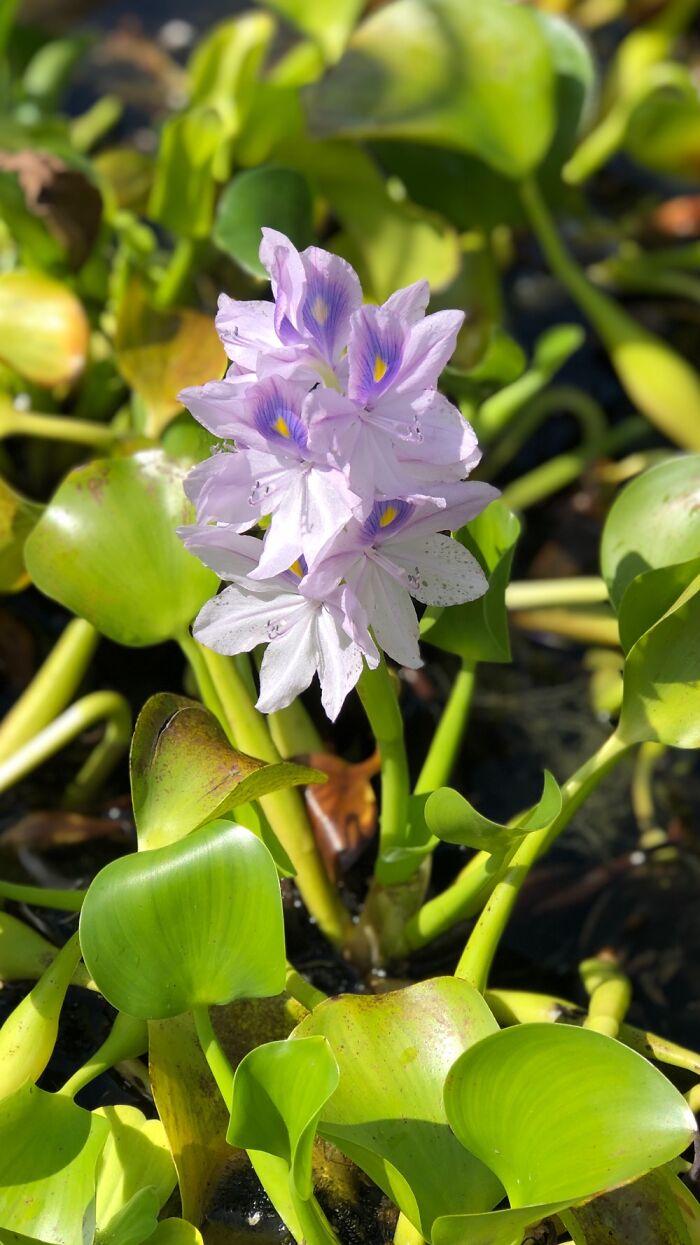 Flower In A Fountain
