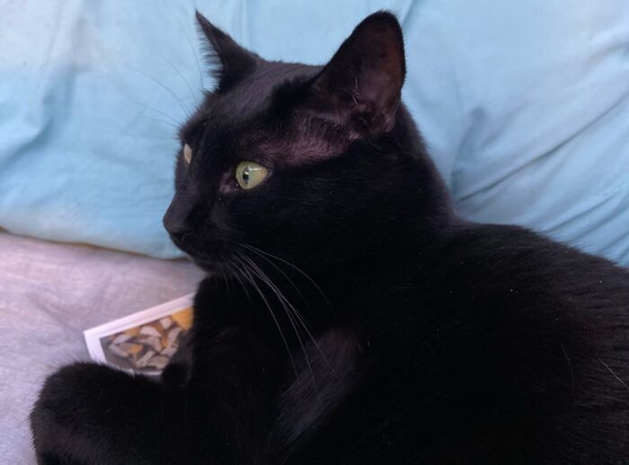 Homer Mesmerized By Bird Video