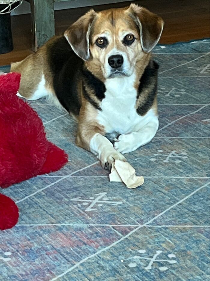 I’m Reading, While My Dog,po, Suffers Through The Next 5 Minutes. He’s Waiting For 5 Pm,dinner