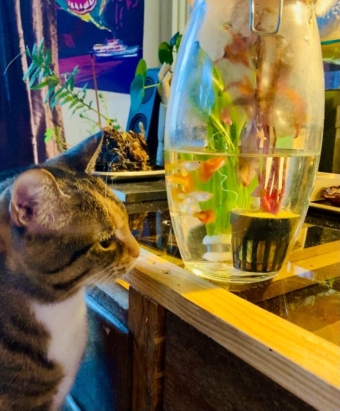 Tallulah Greeting Her New Friends