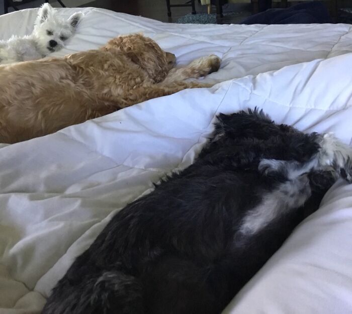 Hanging With The Pack